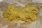 Equisetum / Padderokke