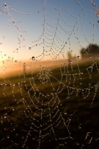 spiderweb at dawn