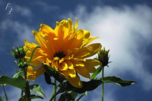 sunflower against blue sky