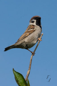 skovspurv sparrow