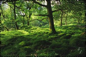 fairy forest scotland