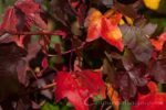 liquidambar styraciflua
