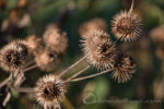 burrs
