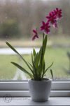 Is this an orchid or what?